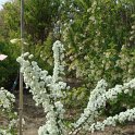 Spiraea prunifolia 'Plena'
